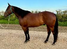 2018 Bay Gelding - Photo 2