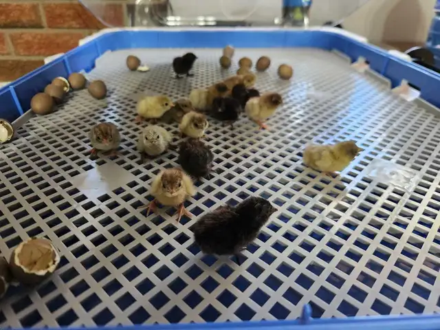 Button Quail Chicks