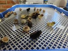 Button Quail Chicks