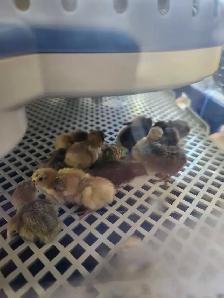 Button Quail Chicks - Photo 2
