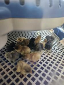 Button Quail Chicks - Photo 3