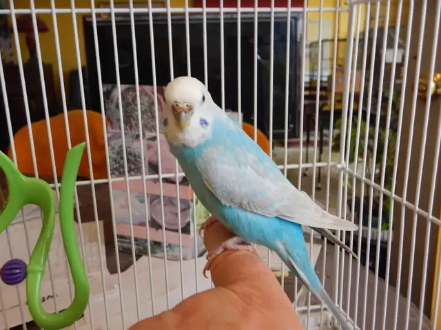 ADORABLE  3.5 YEAR OLD  FEMALE BUDGIE
