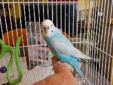 ADORABLE  3.5 YEAR OLD  FEMALE BUDGIE