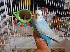 ADORABLE  3.5 YEAR OLD  FEMALE BUDGIE - Photo 2