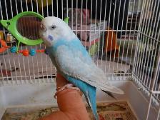 ADORABLE  3.5 YEAR OLD  FEMALE BUDGIE - Photo 3