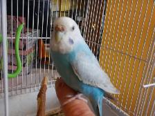 ADORABLE  3.5 YEAR OLD  FEMALE BUDGIE - Photo 4