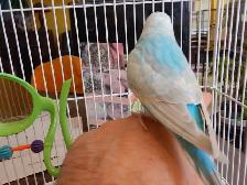 ADORABLE  3.5 YEAR OLD  FEMALE BUDGIE - Photo 5