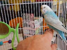 ADORABLE  3.5 YEAR OLD  FEMALE BUDGIE - Photo 6