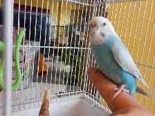 ADORABLE  3.5 YEAR OLD  FEMALE BUDGIE - Photo 7