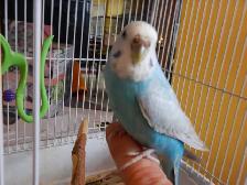 ADORABLE  3.5 YEAR OLD  FEMALE BUDGIE - Photo 8