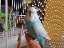 ADORABLE  3.5 YEAR OLD  FEMALE BUDGIE - Photo 9