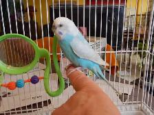 ADORABLE  3.5 YEAR OLD  FEMALE BUDGIE - Photo 10