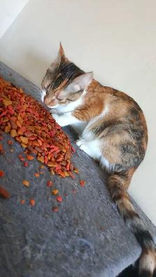 1 KITTEN AND MOM DROP OFF AVAILABLE