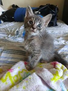 1 KITTEN AND MOM DROP OFF AVAILABLE - Photo 8