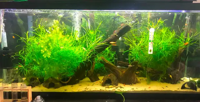 Crevette jaunes, rouges, ancistrus, guppy,platy,plantes