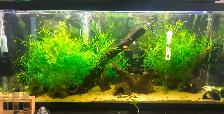 Crevette jaunes, rouges, ancistrus, guppy,platy,plantes
