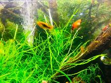 Crevette jaunes, rouges, ancistrus, guppy,platy,plantes - Photo 2