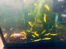 Crevette jaunes, rouges, ancistrus, guppy,platy,plantes - Photo 3