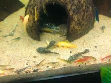 Crevette jaunes, rouges, ancistrus, guppy,platy,plantes - Photo 4