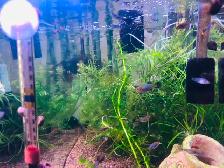 Crevette jaunes, rouges, ancistrus, guppy,platy,plantes - Photo 5