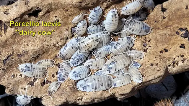 Isopods and Springtails