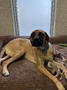 O'Hara - Mastiff mix Pup Available for Adoption