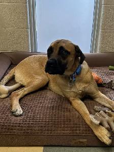 O'Hara - Mastiff mix Pup Available for Adoption - Photo 2