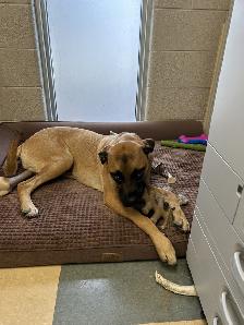 O'Hara - Mastiff mix Pup Available for Adoption - Photo 3