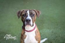 Atticus - Friendly Puppy Seeking Forever Home