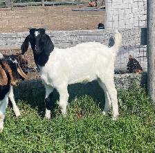 Boer breeding  buckling