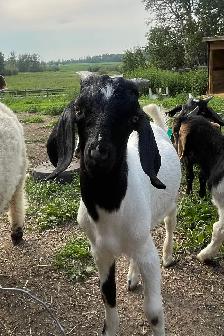 Boer breeding  buckling - Photo 2