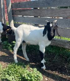 Boer breeding  buckling - Photo 3