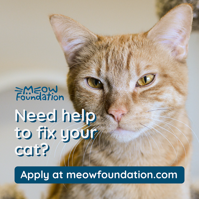 Do you need help to fix your cat or kitten?