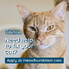 Do you need help to fix your cat or kitten?