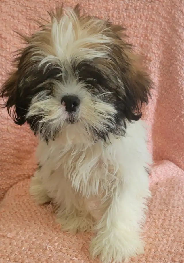 Maltese Shih Tzu boy
