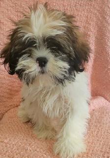 Maltese Shih Tzu boy