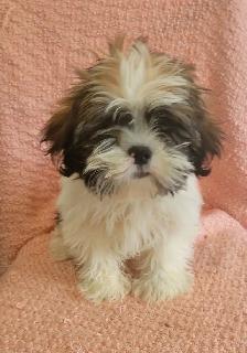 Maltese Shih Tzu boy - Photo 2