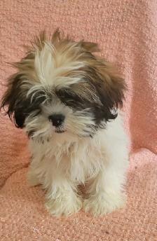 Maltese Shih Tzu boy - Photo 3