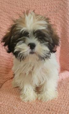 Maltese Shih Tzu boy - Photo 4