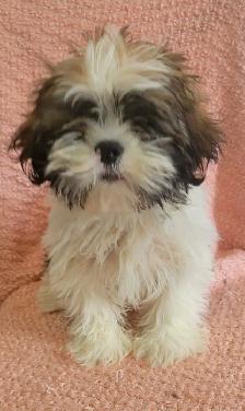 Maltese Shih Tzu boy - Photo 5