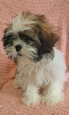 Maltese Shih Tzu boy - Photo 6