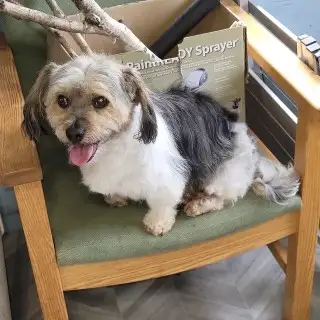 Older Dog For Sale