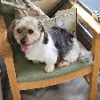 Older Dog For Sale