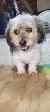 Older Dog For Sale - Photo 2