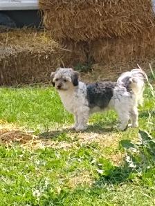 Older Dog For Sale - Photo 3