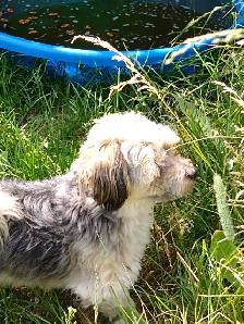 Older Dog For Sale - Photo 4