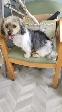 Older Dog For Sale - Photo 5
