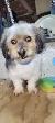 Older Dog For Sale - Photo 7