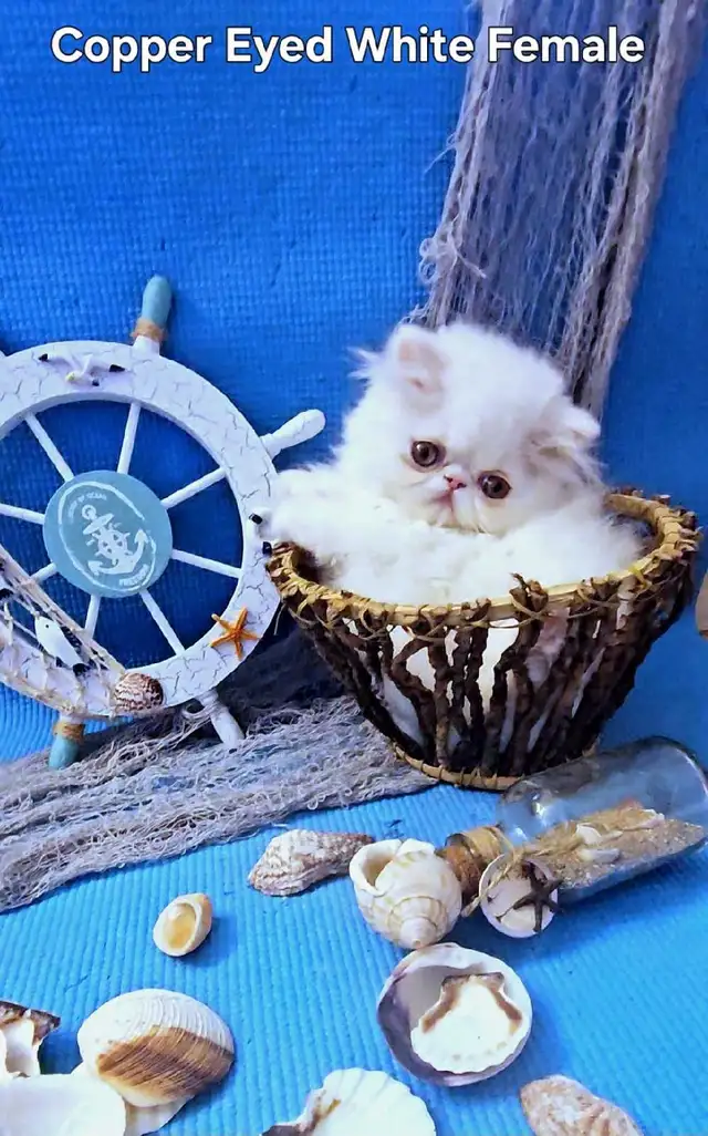 Exquisite Registered Persian & Exotic Kittens
