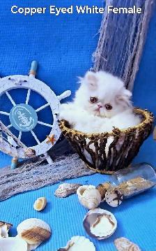 Exquisite Registered Persian & Exotic Kittens